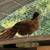 Pheasants 3 thumbnail