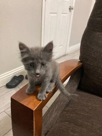 Rehoming kitten (Las vegas)63907417510402120