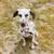Dalmatian Puppy-liver spotted 1 thumbnail
