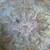 oriental rugs 1 thumbnail