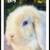 Holland Lop Bunnies 2 thumbnail