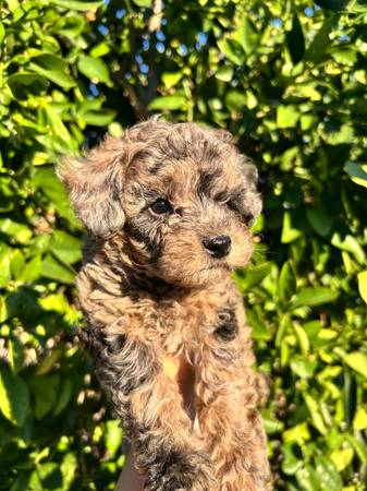 Toy poodles (Santa Monica)63829968163075122