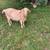 DOE Goat 2 thumbnail