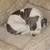 Pit mix puppies 4 thumbnail