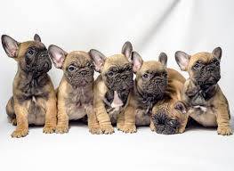 VET CLINIC!!SATURDAY!! 39.95 checkup!! rabies 23.00 bucks microchips (lemon grove)63955993007235122