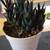 Succulent House Plant #3 3 thumbnail