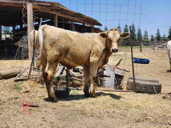 Toro Charolais con Black Angus / Toro Charolais con Black Angus - $1.700 (Riverbank)63470290056065120