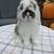 Holland Lop Bunny 2 thumbnail