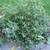 LOT of CHRISTMAS DECORATIONS – LIGHTS, GARLANDS, WREATH, STAND ++ 6 thumbnail