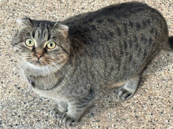 Rescue cat needs to be rehomed 1