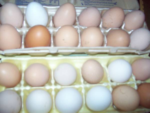 Hatching eggs available 1