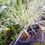 Carnauba Wax Palms ///// COPERNICIA prunifera 7 thumbnail