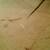 Barbara Wagner Signed Watercolor on Rice paper- Little Redbird- 12 thumbnail
