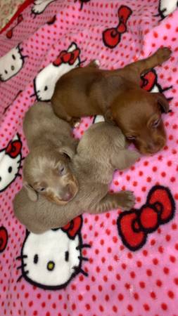 Cachorros de Dachshund63667812861569123