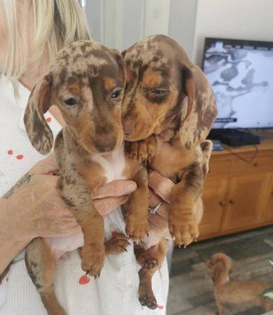 Dachshund Hembras cachorra (702-536-32Nine6)63839344612481120