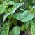 Tamarillo (tree tomato) 4 thumbnail