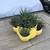 A cute ceramic strawberry pot full of healthy Haworthia zebra plants 2 thumbnail