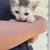 4 Kittens that need home ASAP 5 thumbnail