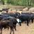 100 Weaned Beef Calves Delivery Available 12 thumbnail