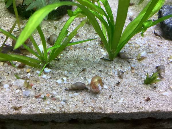 Ramhorn and trumpet snails 1