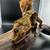 Crested Geckos - Proven Pair 5 thumbnail