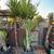 Cactus - Peruvian Apple Pear & Yuccas - Drought Tolerant 8 thumbnail