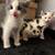 Kittens For sale 9 thumbnail