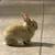 Baby bunnies 3 thumbnail