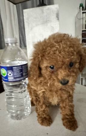 Poodle toy pequeño de 8 semanas de edad63878843450113120