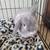 Holland lop buck 3 thumbnail
