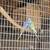 Parakeets 1 thumbnail