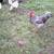 Chickens Roosters Downsizing ASAP 1 thumbnail