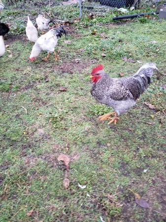 Chickens Roosters Downsizing ASAP 1