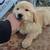 Golden retriever 2 thumbnail