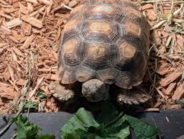 Sulcata de 3 años (San Antonio)63372789928449121
