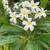 Plumeria 3 thumbnail