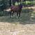 Super broke gelding 5 thumbnail