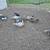 Muscovy Males 3 thumbnail