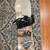 Rossignol The One Snowboard 156cm 3 thumbnail