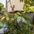 Longan tree, fruiting 1 thumbnail