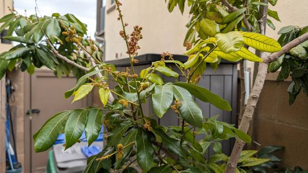 Longan tree, fruiting 1