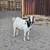 Goats for sale 9 thumbnail