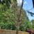 K RUSH TREE SERVICE AND LANDSCAPING LLC 10 thumbnail