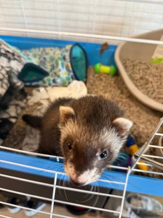 Ferret (houston)63859316170371121