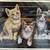 Sunset 'Meowsical Trio' counted cross-stitch kit with finished dimens 2 thumbnail