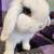 Purebred Holland lop bunny 1 thumbnail