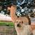 Outdoor dog 5 thumbnail