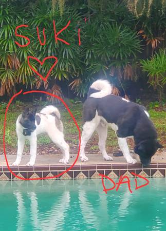 Female akita puppy - can't beleive she's still waiting 🐾 1
