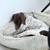 German shorthaired pointer 2 thumbnail