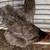 Laying hens 2 thumbnail